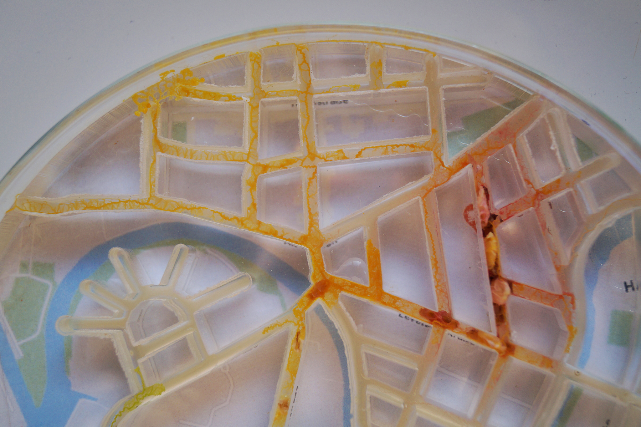 SLIMOCRACY_Katharina_Sauter_Final_Web_4