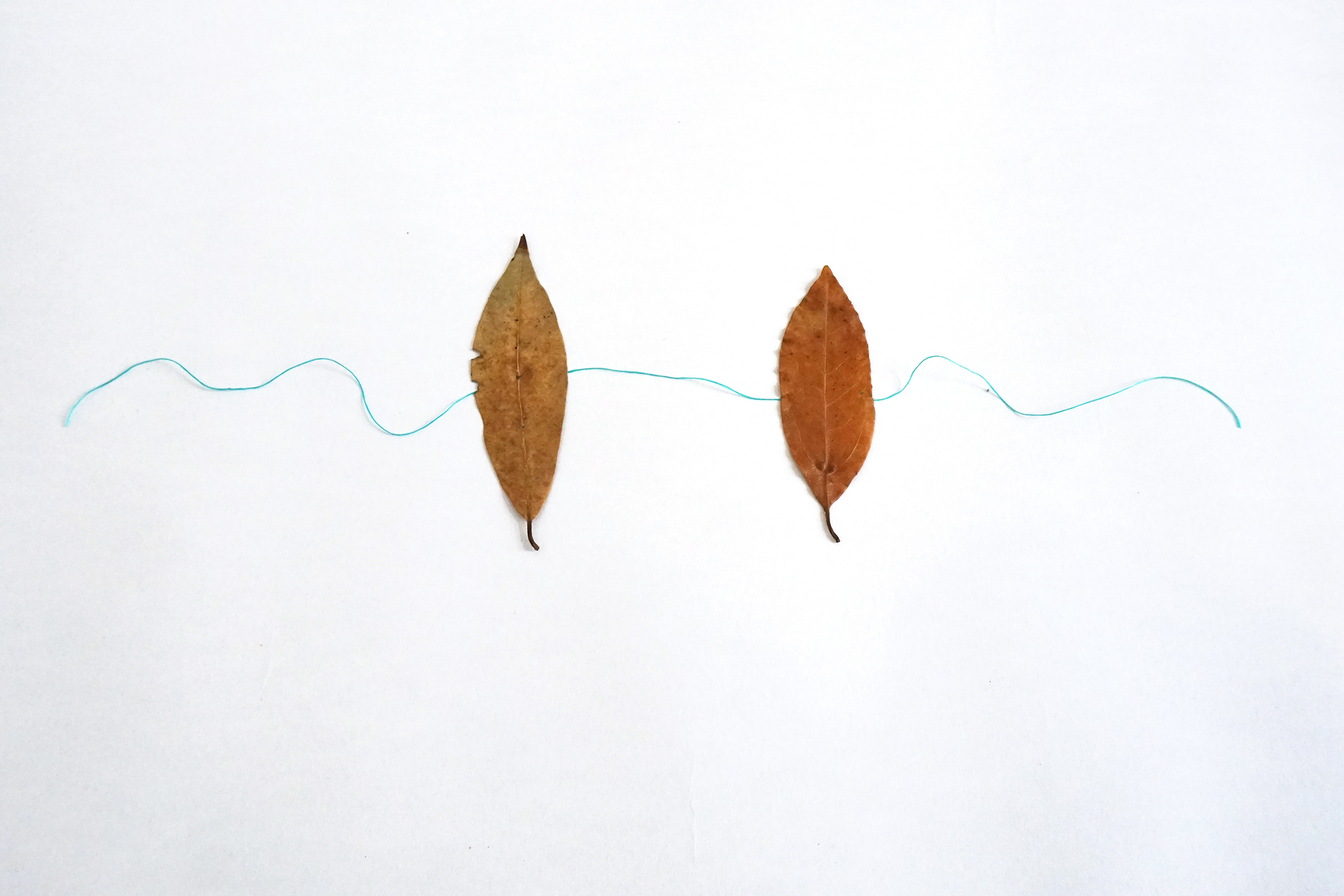 Trans form_Lilli_Kern_Process 10