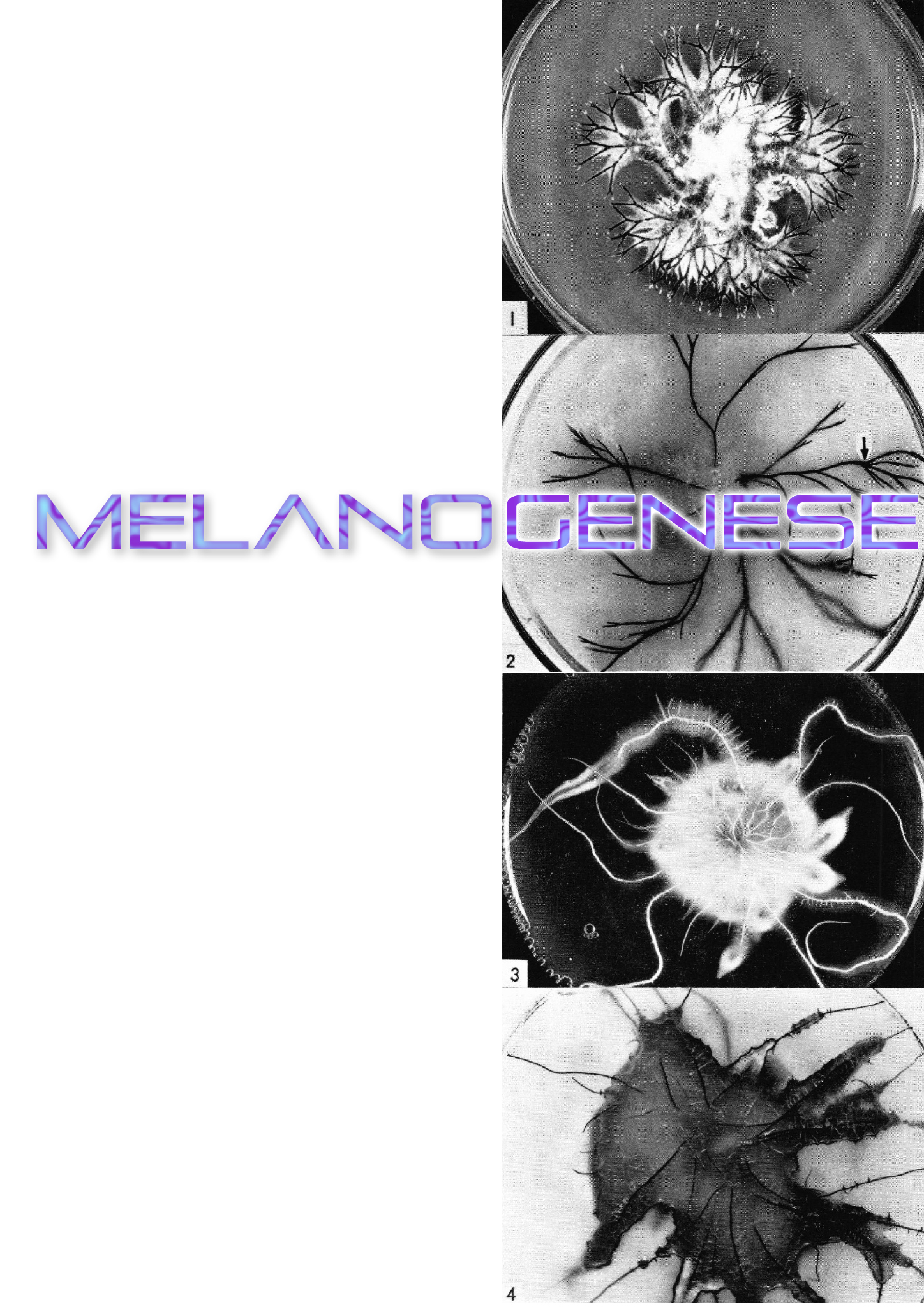 MYCOTOPIA_Clara_Escobar_Final_Web_2